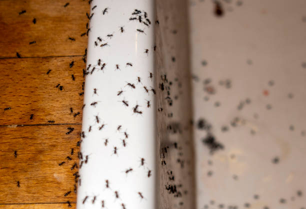 Best Termite Control Services  in Ransomville, NY