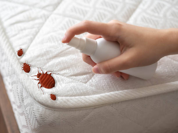 Best Local Pest Control Services  in Ransomville, NY