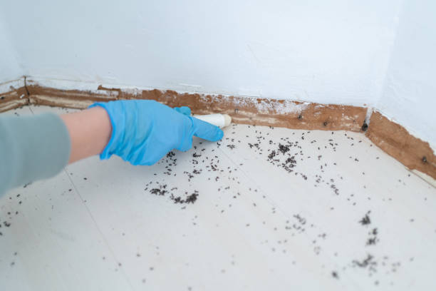 Best Termite Control Services  in Ransomville, NY